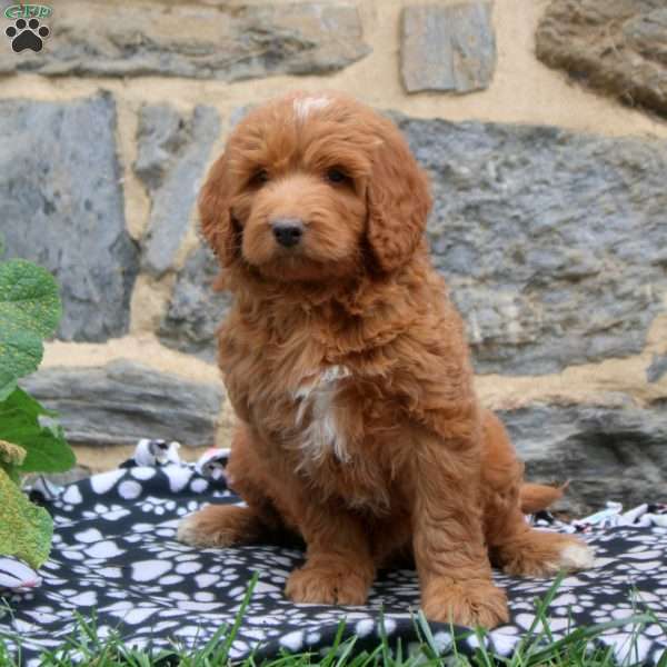 Patrick, Goldendoodle Puppy