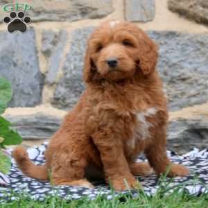 Patrick, Goldendoodle Puppy
