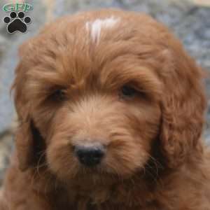 Patrick, Goldendoodle Puppy