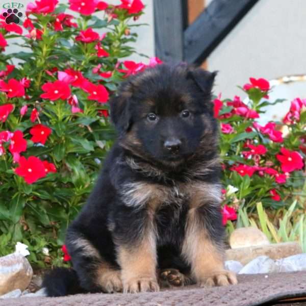 Patrick, German Shepherd Puppy
