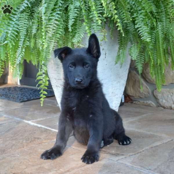 Patrol, German Shepherd Puppy