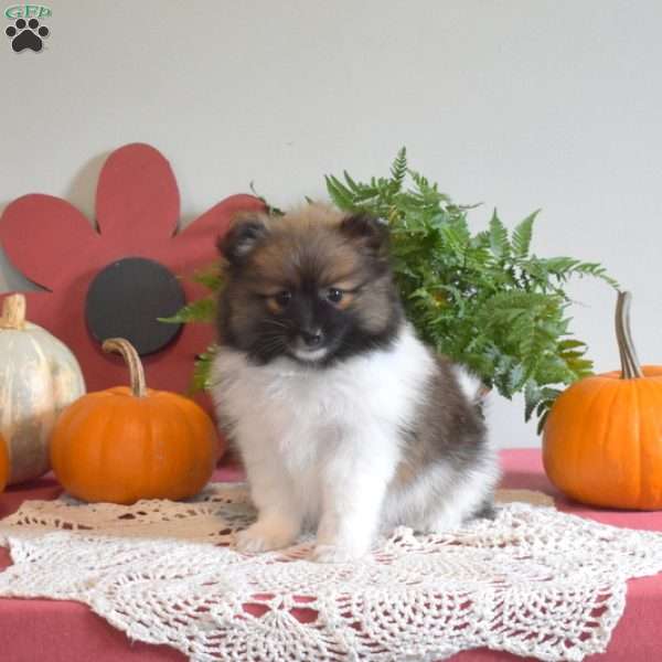 Patsy, Pomeranian Puppy