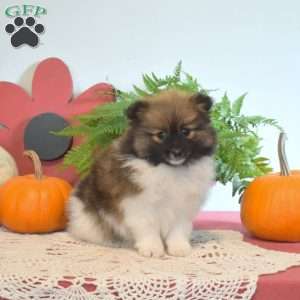 Patsy, Pomeranian Puppy