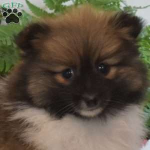 Patsy, Pomeranian Puppy