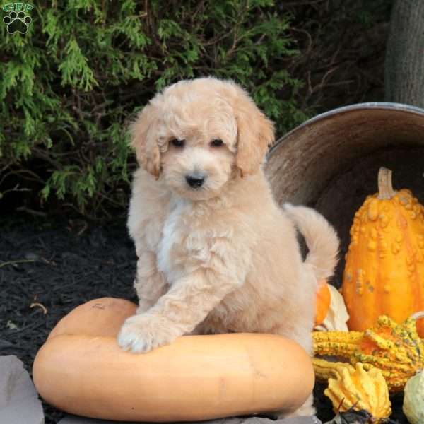 Patton, Bich-Poo Puppy