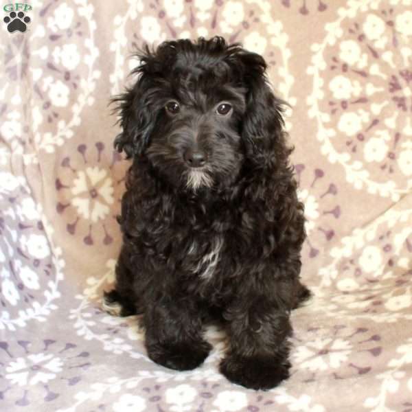 Pauline, Mini Aussiedoodle Puppy