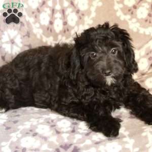 Pauline, Mini Aussiedoodle Puppy