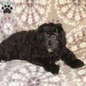 Pauline, Mini Aussiedoodle Puppy