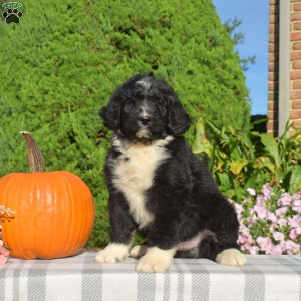 Paws, Bernedoodle Puppy