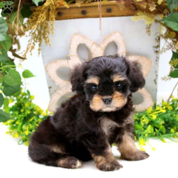 Paxton, Cavalier King Charles Mix Puppy