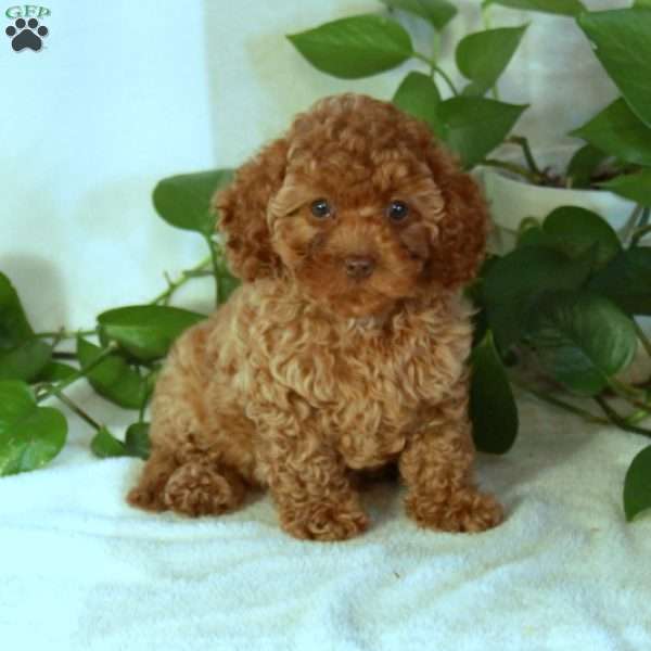 Peaches, Cavapoo Puppy