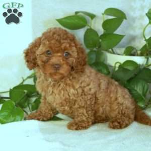 Peaches, Cavapoo Puppy