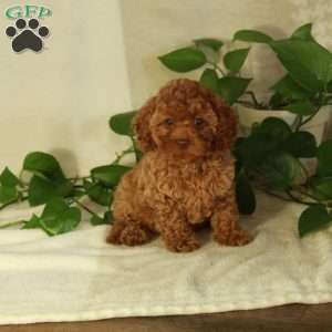Peaches, Cavapoo Puppy