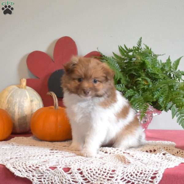 Peanut, Pomeranian Puppy