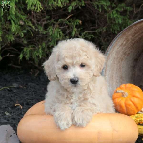 Peanut, Bich-Poo Puppy