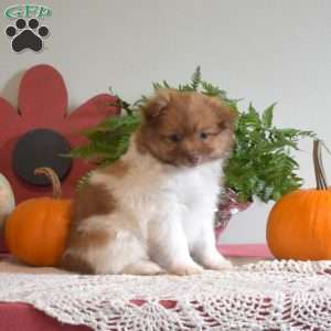 Peanut, Pomeranian Puppy