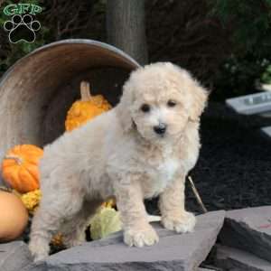 Peanut, Bich-Poo Puppy