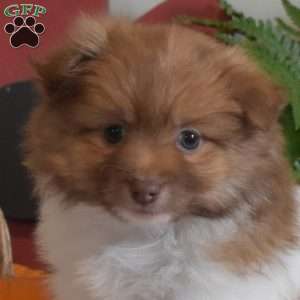 Peanut, Pomeranian Puppy