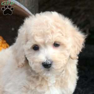 Peanut, Bich-Poo Puppy