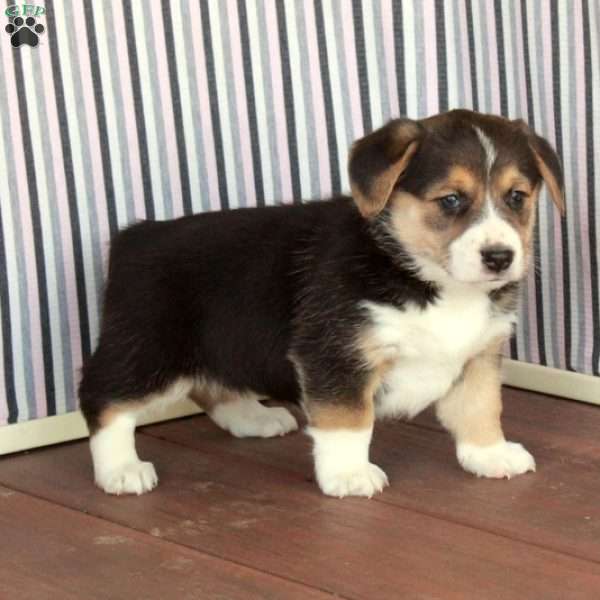 Pearl, Welsh Corgi Mix Puppy