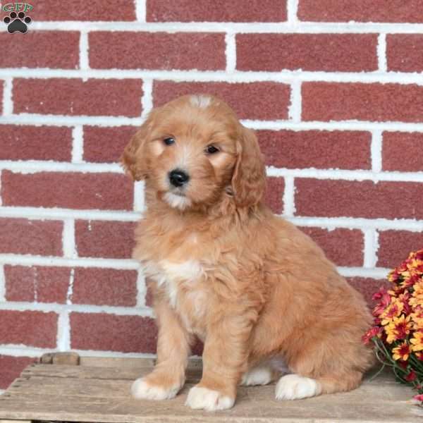 Pearl, Goldendoodle Puppy