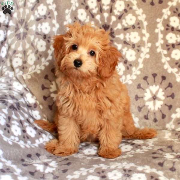 Pearl, Mini Aussiedoodle Puppy