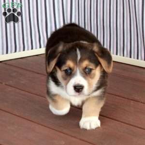 Pearl, Welsh Corgi Mix Puppy