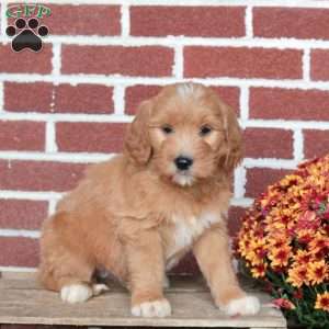 Pearl, Goldendoodle Puppy