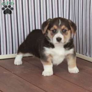 Pearl, Welsh Corgi Mix Puppy