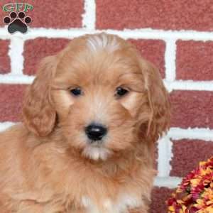 Pearl, Goldendoodle Puppy