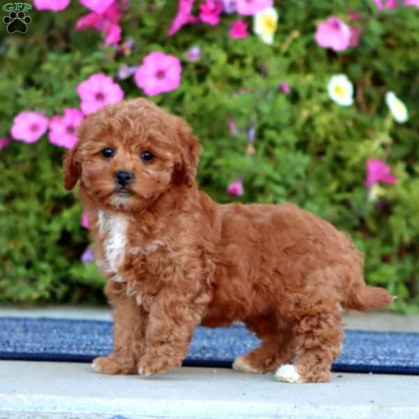 Pearl, Cavapoo Puppy