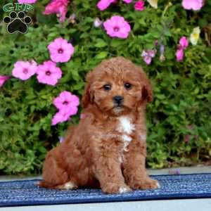 Pearl, Cavapoo Puppy