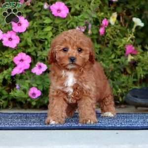 Pearl, Cavapoo Puppy