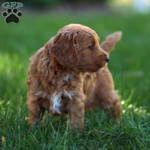 Pearl, Golden Cavadoodle Puppy
