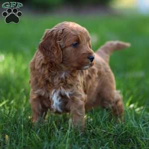 Pearl, Golden Cavadoodle Puppy
