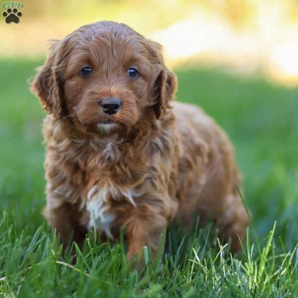 Pearl, Golden Cavadoodle Puppy