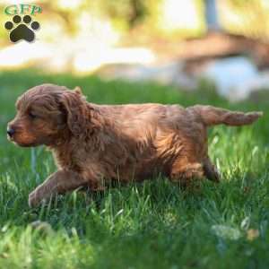 Pearl, Golden Cavadoodle Puppy