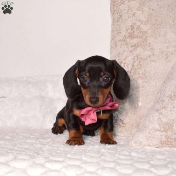 Pebbles – Mini, Dachshund Puppy