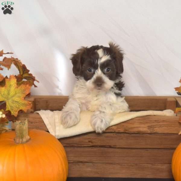 Pebbles, Shih-Poo Puppy