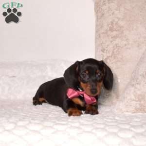 Pebbles – Mini, Dachshund Puppy