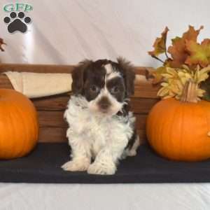 Pebbles, Shih-Poo Puppy