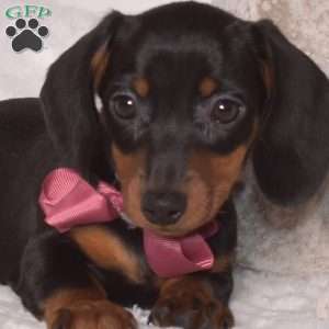 Pebbles – Mini, Dachshund Puppy