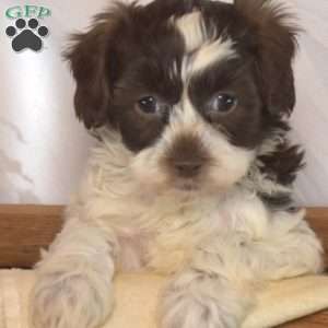 Pebbles, Shih-Poo Puppy