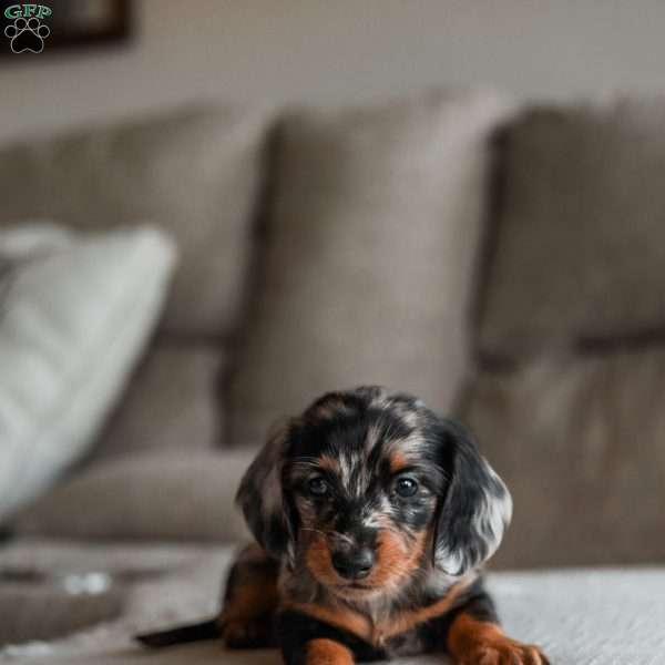 Pebbles, Dachshund Puppy