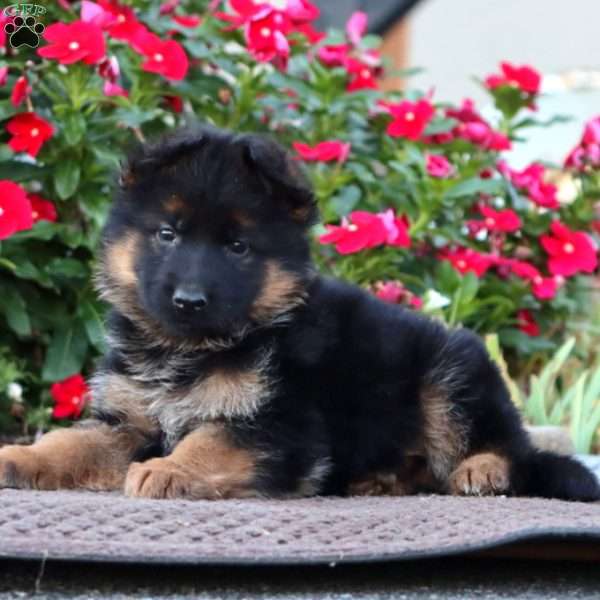 Peggy, German Shepherd Puppy