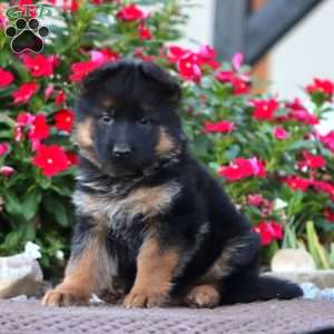 Peggy, German Shepherd Puppy