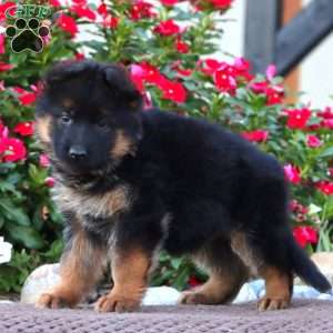 Peggy, German Shepherd Puppy