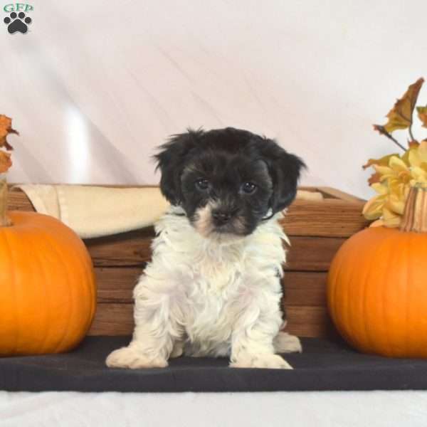 Penelope, Shih-Poo Puppy
