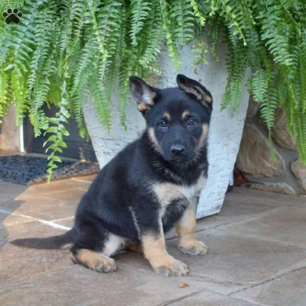 Penelope, German Shepherd Puppy