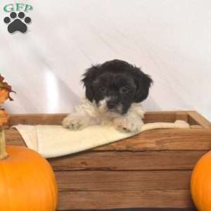Penelope, Shih-Poo Puppy